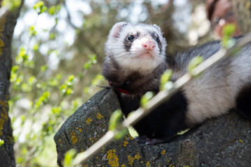 a ferret sits on the tree summer