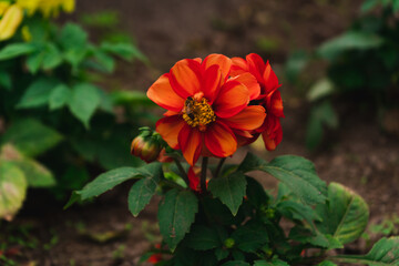 dahlia orange and yellow flower
