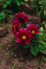 dahlia pink flower plant nature