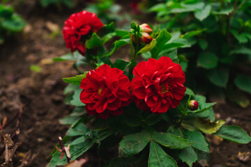 dahlia red flower plant nature