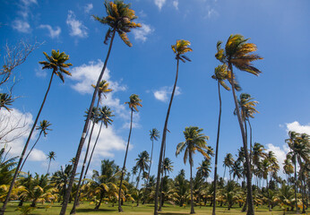 Fototapeta premium Palm trees on the island of Martinique.