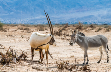 Adult individuals of wild Somali donkey and antelope Arabian white oryx (Oryx dammah), both...