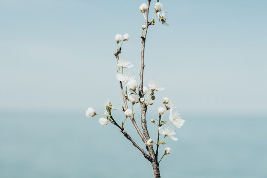 close up of a branch with white tender flowers in front of blue clear sky and ocean. Calm peaceful spring theme. Light blue color. 