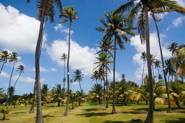 Palm trees on the island of Martinique.