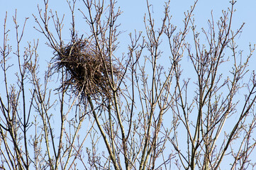 Bird nest in a tree with a clear blue sky