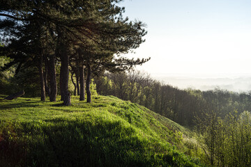 pine trees hills green spring landscape