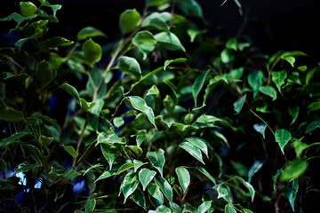 ficus benjamina close-up green leaves plant