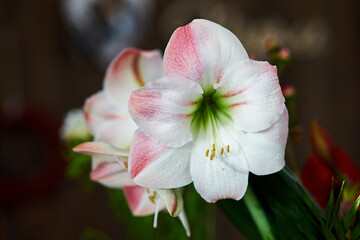 Fototapeta na wymiar hibiscus potted flower bud bloom