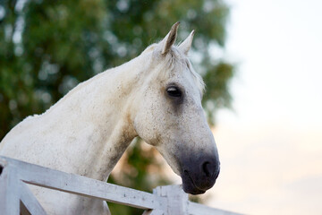 Obraz premium horse head face close-up breed animal outdoors