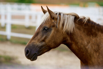 horse head face close-up breed animal outdoors