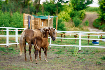 Obraz premium full-length horse for riding in a column with a white fence