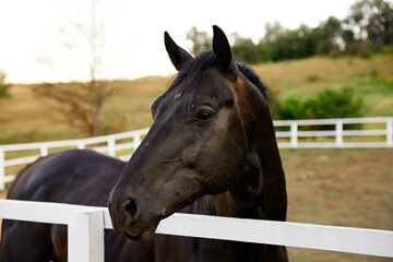 horse head face close-up breed animal outdoors