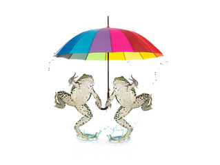 two happy frogs under an umbrella rejoices in the rain isolated