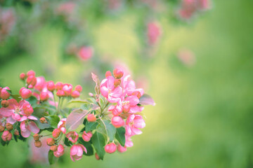 Selective soft focus flowering cherry tree branch with pink flowers on blurred pastel pink and green background with leaves bokeh. Trendy neutral light floral nature spring blossom design copy space