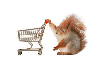 squirrel and supermarket basket isolated