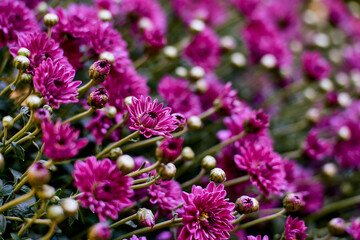 Obraz premium blooming flowers pink chrysanthemum close-up