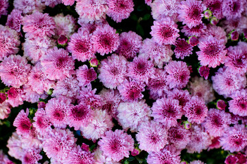 blooming flowers pink chrysanthemum close-up