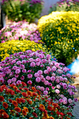 blooming flowers colorful chrysanthemums close-up