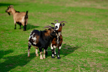 Naklejka na ściany i meble animals play with each other wild lambs goats