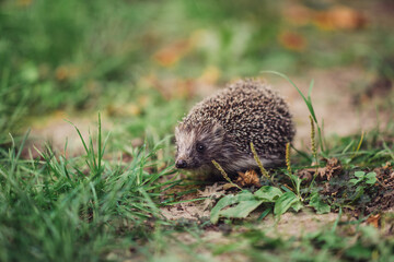 wild hedgehog walks in the grass close-up