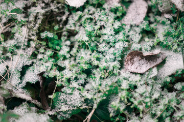 snowflakes snow close-up lies on foliage greenery