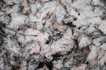 snowflakes snow close-up lies on foliage greenery
