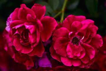Beautiful and passionately blooming red tea buds rose peony close-up