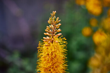 Blooming eremurus yellow in the garden. Desert Candles,Foxtail lilies. Abstract background. Macro photo.