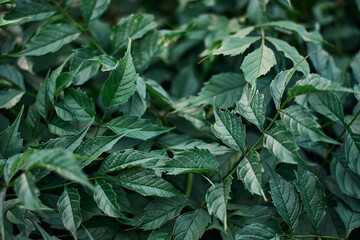 Vineyard aconitophylla green leaves garden yard plants