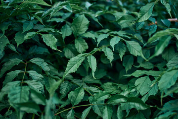 Vineyard aconitophylla green leaves garden yard plants