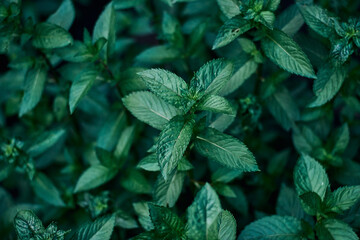 mint bush close-up green leaves useful medicinal plant herb