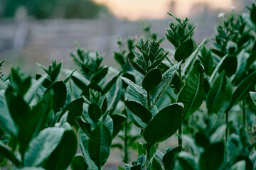 flowering plants tobacco field shag leaves close-up