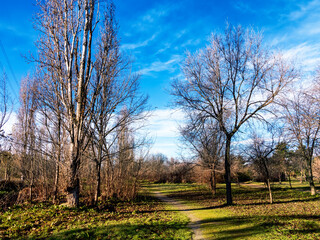 Obraz premium Sendero entre chopos en Getafe. Madrid España.