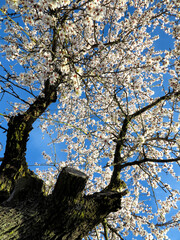 Almendro en flor en Pinto. Madrid España.