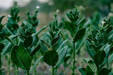 flowering plants tobacco field shag leaves close-up