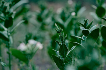 flowering plants tobacco field shag leaves close-up