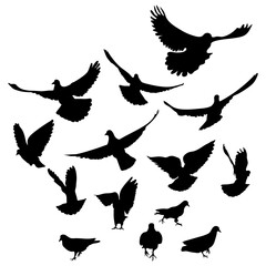 Flying and running birds pigeons, silhouette. Vector illustration