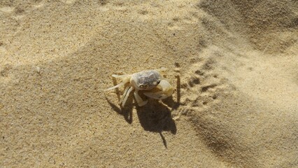 crab