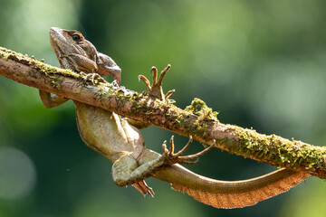 Smooth helmeted iguana sometimes also known as helmeted iguana, helmeted basilisk, elegant helmeted lizard, (Corytophanes cristatus) is a species of New World lizard in the family Corytophanidae