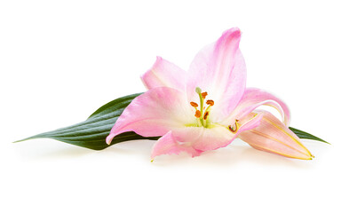 Wonderful pink Lily with a bud isolated on white background, including clipping path without shade.