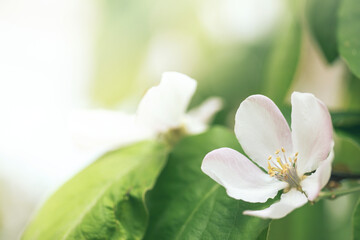 Selective soft focused closeup of flowering apple tree branch with white flower on blurred green leaves and white sky bokeh background. Floral nature spring blossom design, copy space for text overlay