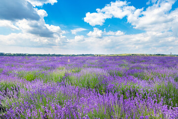 Naklejka premium Beautiful lavender field and blue sky