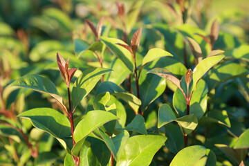 Fresh new green, yellow glowing leaves illuminated by sun with selective focus. Warm sun light in garden. Spring summer garden background.