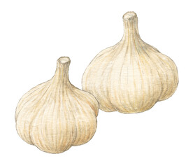 Obraz premium にんにく 水彩色鉛筆野菜イラスト