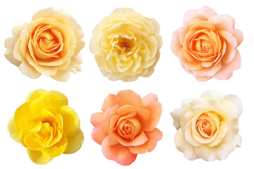 Fototapeta na wymiar 6つの色々なカタチをした黄色やオレンジ色のバラ