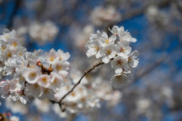 Obraz premium 笠原桜公園の桜