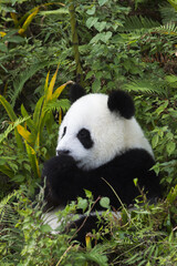 Two years aged young giant Panda (Ailuropoda melanoleuca), Chengdu, Sichuan, China © Gabrielle