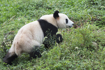 Adult Giant Panda (Ailuropoda melanoleuca),  Chengdu, Sichuan, China