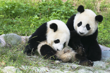 Fototapeta na wymiar Two years aged young giant Pandas (Ailuropoda melanoleuca), Chengdu, Sichuan, China