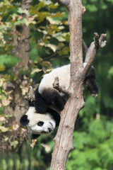 Obraz premium Two years aged young Giant Panda (Ailuropoda melanoleuca) climbing on a tree, Chengdu, Sichuan, China